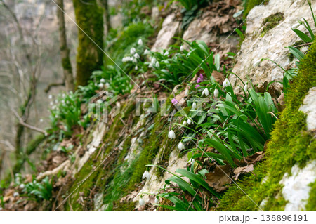 snowdrops growing on the rocks in mountain forest 138896191