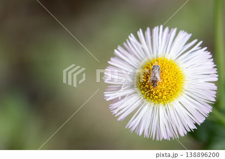 ヒメナガカメムシとハルジオンの花 ヒメナガカメムシとハルジオンの花 138896200