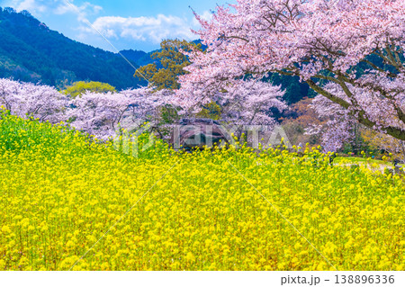石舞台古墳の桜と菜の花 138896336