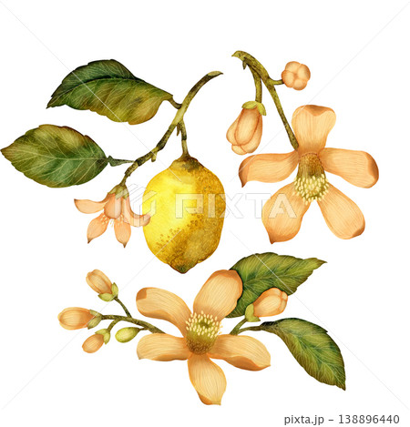Flowers and lemon with leaves. Set of watercolor illustration elements isolated on white background Flowers and lemon with leaves. Set of watercolor illustration elements isolated on white background 138896440