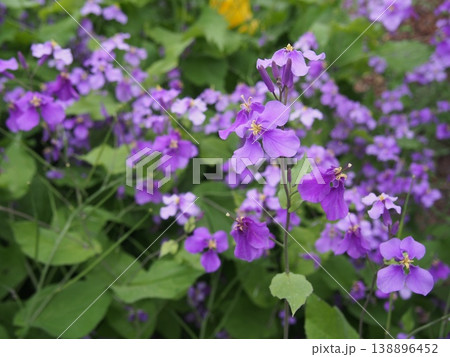 オオアラセイトウの花（ふかや緑の王国／埼玉県深谷市櫛引24-2） 138896452