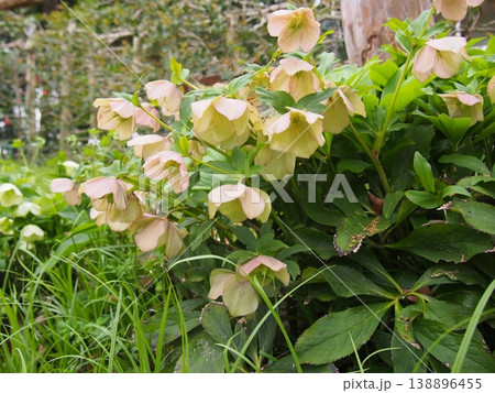 クリスマスローズ（ふかや緑の王国／埼玉県深谷市櫛引24-2） 138896455