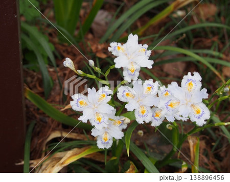 シャガの花（ふかや緑の王国／埼玉県深谷市櫛引24-2） 138896456
