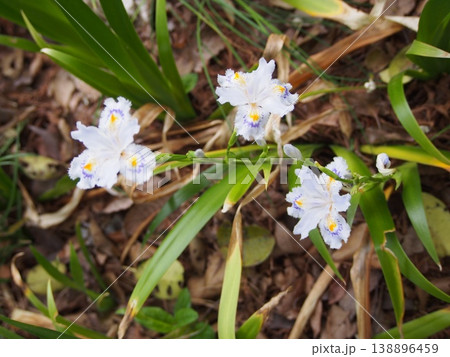 シャガの花(ふかや緑の王国/埼玉県深谷市櫛引24-2) シャガの花(ふかや緑の王国/埼玉県深谷市櫛引24-2) 138896459