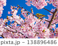 青空に映える河津桜とメジロ 138896486