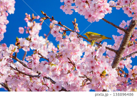 青空に映える河津桜とメジロ 青空に映える河津桜とメジロ 138896486
