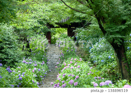 紫陽花咲く寺の参道 紫陽花咲く寺の参道 138896519