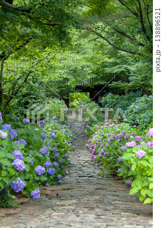 紫陽花咲く寺の参道 138896521