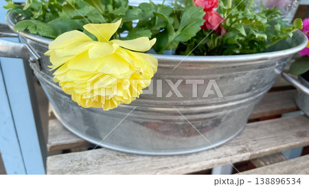 Beautiful yellow Ranunculus asiaticus blooming in a rustic galvanized metal planter on a garden bench 138896534