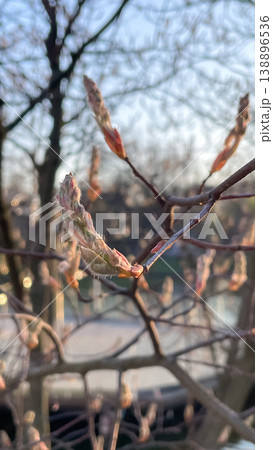 Close up of fuzzy Amelanchier tree buds opening in the soft golden light of a spring sunset Close up of fuzzy Amelanchier tree buds opening in the soft golden light of a spring sunset 138896536