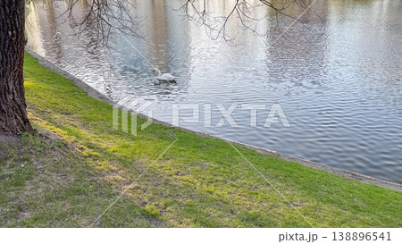 Graceful white swan Cygnus olor swimming in a peaceful park pond near a lush green grass bank 138896541