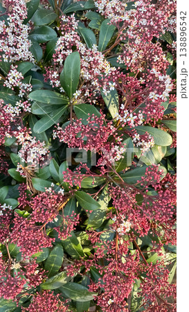 Lush Skimmia japonica Rubella blooming with vibrant red buds and delicate white flowers in a garden 138896542