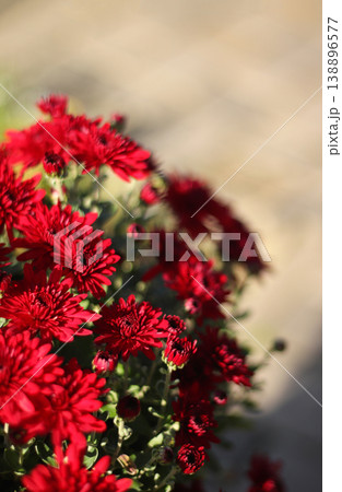 Close-up of vibrant red chrysanthemums blooming in the garden. Beautiful autumn flowers in a flowerbed under soft natural sunlight. Floral background and gardening concept with copy space Close-up of vibrant red chrysanthemums blooming in the garden. Beautiful autumn flowers in a flowerbed under soft natural sunlight. Floral background and gardening concept with copy space 138896577