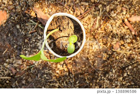 Top view of a young green seedling growing in a white biodegradable paper cup. Spring planting, gardening, and sustainability concept on a mulch background 138896586