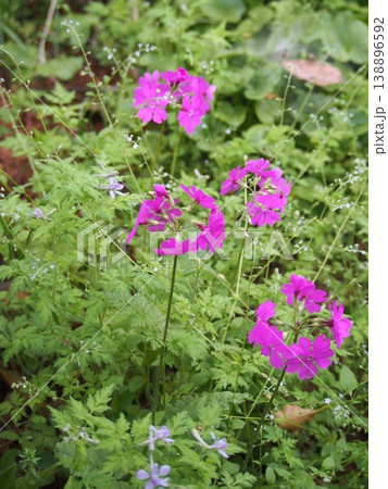 サクラソウ（ふかや緑の王国／埼玉県深谷市櫛引24-2） 138896592