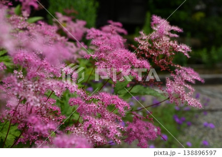 英勝寺に咲くシモツケの花 英勝寺に咲くシモツケの花 138896597