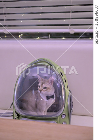 緑色のペットキャリーに入れられてカフェの座席に置かれた猫 緑色のペットキャリーに入れられてカフェの座席に置かれた猫 138896637