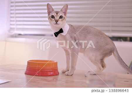 白い襟と蝶ネクタイをした若いシンガプーラ猫とオレンジ色の水飲み器2 白い襟と蝶ネクタイをした若いシンガプーラ猫とオレンジ色の水飲み器2 138896643