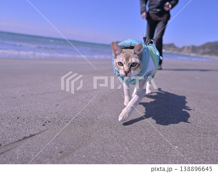 砂浜を走ってくる服を着たシンガプーラ猫4 138896645