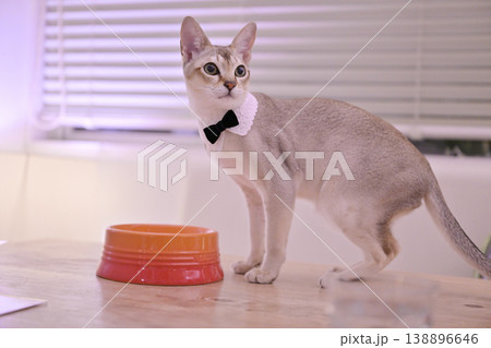 白い襟と蝶ネクタイをした若いシンガプーラ猫とオレンジ色の水飲み器3 138896646
