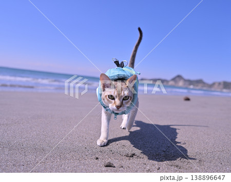 砂浜を走ってくる服を着たシンガプーラ猫3 砂浜を走ってくる服を着たシンガプーラ猫3 138896647