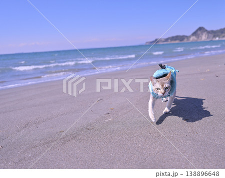 砂浜を走ってくる服を着たシンガプーラ猫2 138896648