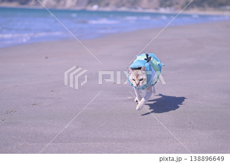 砂浜を走ってくる服を着たシンガプーラ猫1 138896649