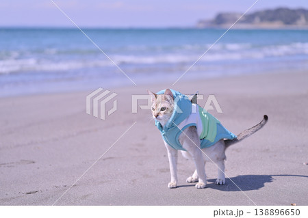 青い海を背景に砂浜で立ち止まり排便ポーズをとっている服を着たシンガプーラ猫 138896650