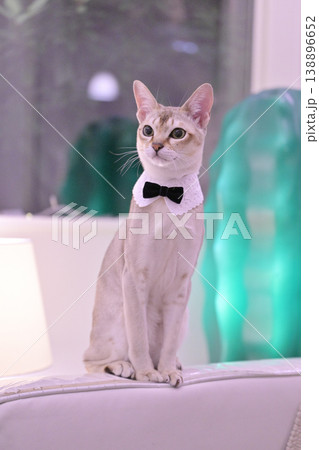 白襟に黒い蝶ネクタイをして澄まし顔で座っているシンガプーラ猫の縦写真 138896652