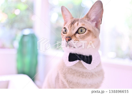 朝の柔らかな日差しの窓を背景に蝶ネクタイと白い襟とボーダーの服を着用したシンガプーラ猫8 朝の柔らかな日差しの窓を背景に蝶ネクタイと白い襟とボーダーの服を着用したシンガプーラ猫8 138896655