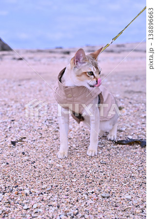 海辺を服を着て散歩中に舌を出したシンガプーラ猫 138896663