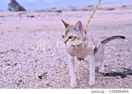 服を着て海辺を散歩しているシンガプーラ猫 服を着て海辺を散歩しているシンガプーラ猫 138896664