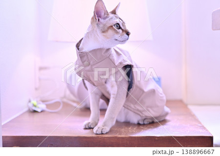 ランプの前の木製の台の上で座り姿勢でベージュの服を着て右を向いたシンガプーラ猫2 138896667