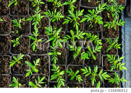 Collection of little seedlings in the green house. Collection of little seedlings in the green house. 138896812