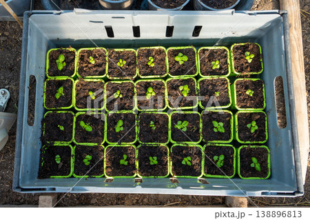 Little basil seedling in pot collected in a bow in a green house. 138896813