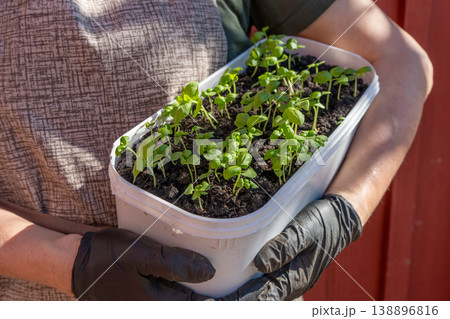 A gardener holding a pot with many basil seedlings. A gardener holding a pot with many basil seedlings. 138896816