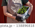 A gardener holding a pot with many basil seedlings.  138896818