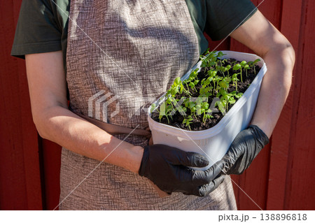 A gardener holding a pot with many basil seedlings.  138896818