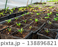Collection of little seedlings in the green house. 138896821