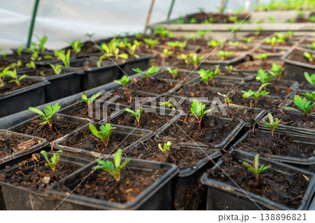 Collection of little seedlings in the green house. Collection of little seedlings in the green house. 138896821