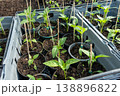 Small paprika seedlings in pots in a green house. 138896822
