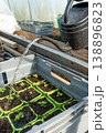 Farmer watering basil seedlings in a green house in spring. 138896823