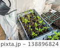 Farmer watering paprika seedlings ina green house in spring. 138896824