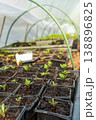 Collection of little seedlings in the green house. 138896825