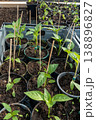 Small paprika seedlings in pots in a green house. 138896827