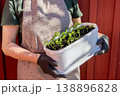 A gardener holding a pot with many basil seedlings.  138896828
