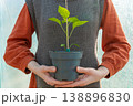 Sprout in woman hands in a greenhouse.  138896830