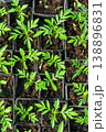 Collection of little seedlings in the green house. 138896831