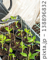 Small paprika seedlings in pots in a green house being watered. 138896832