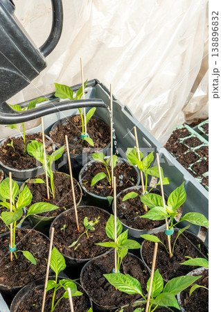 Small paprika seedlings in pots in a green house being watered. Small paprika seedlings in pots in a green house being watered. 138896832